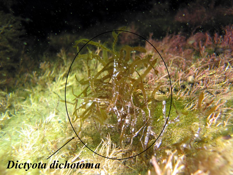 Dictyota dichotoma